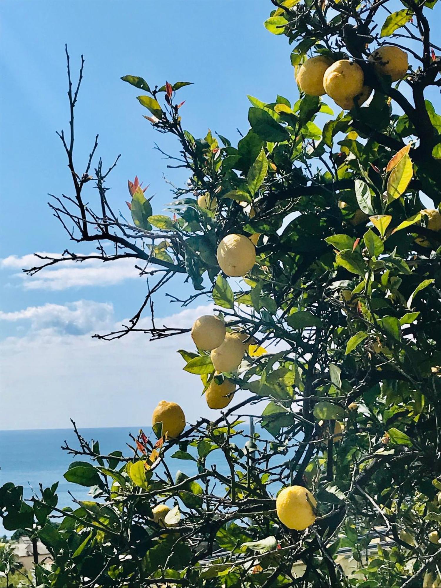 Cav Gli Ulivi Di Bogliasco Villa Exterior photo